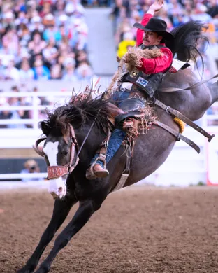 Calgary Stampede Rodeo
